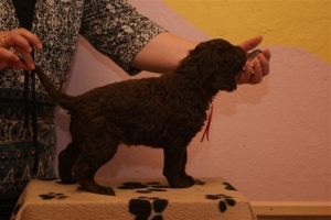 E-Wurf_28 Tage alt_Arnoldstein Cocker 008  