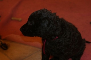 E-Wurf_28 Tage alt_Arnoldstein Cocker_5 Wochen alt 001  