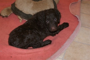 E-Wurf_28 Tage alt_Arnoldstein Cocker_5 Wochen alt 002  