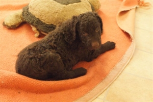 E-Wurf_28 Tage alt_Arnoldstein Cocker_5 Wochen alt 003  