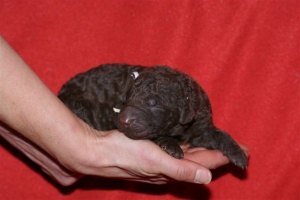 E-wurf_5 Tage alt 005 