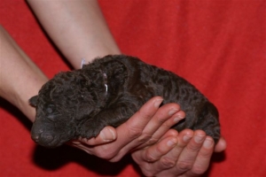 E-wurf_5 Tage alt 006  