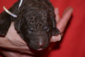 E-wurf_5 Tage alt 007  