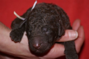 E-wurf_5 Tage alt 008  