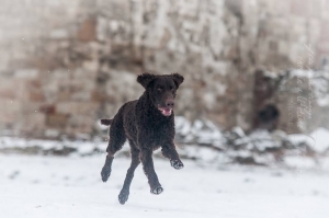 1604497_431821463587225_664128233_n 