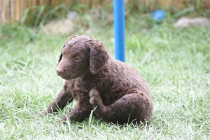 E-Wurf 6 Wochen alt 005 