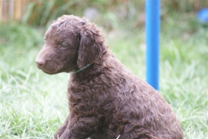 E-Wurf 6 Wochen alt 006 