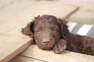 E-Wurf 6 Wochen alt 020 