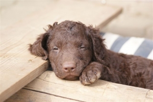 E-Wurf 6 Wochen alt 021 