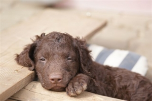 E-Wurf 6 Wochen alt 022 