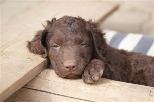 E-Wurf 6 Wochen alt 023 