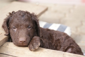 E-Wurf 6 Wochen alt 024 