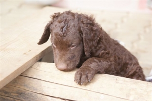 E-Wurf 6 Wochen alt 025 