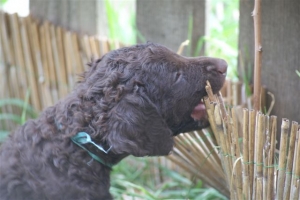 E-Wurf 6 Wochen alt 052 