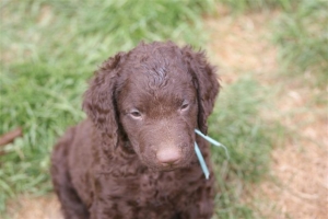 E-Wurf 6 Wochen alt 085 