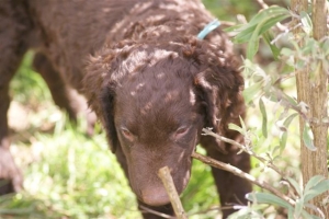 E-Wurf,8 Wochen alt 045 