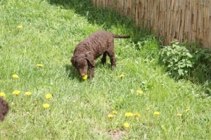 E-Wurf,8 Wochen alt 052 