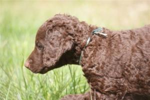 E-Wurf,8 Wochen alt 088 