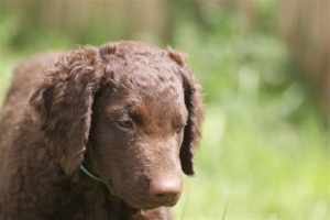 E-Wurf,8 Wochen alt 102 