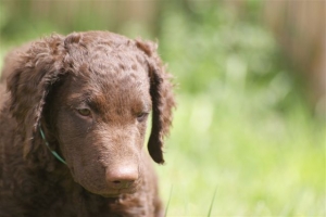 E-Wurf,8 Wochen alt 103 