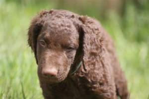 E-Wurf,8 Wochen alt 104 