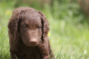 E-Wurf,8 Wochen alt 106 