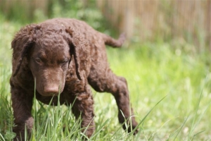 E-Wurf,8 Wochen alt 107 