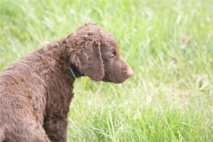 E-Wurf,8 Wochen alt 108 