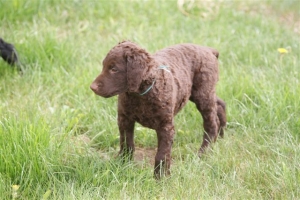 E-Wurf,8 Wochen alt 117 