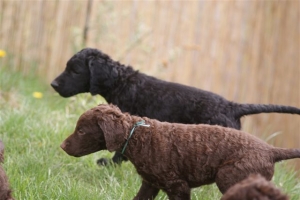 E-Wurf,8 Wochen alt 119 