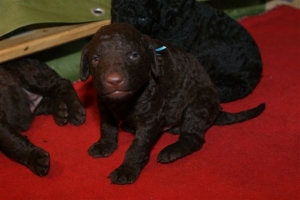 E-Wurf_20 Tage alt 001 