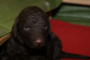 E-Wurf_20 Tage alt 012 