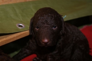 E-Wurf_20 Tage alt 013 