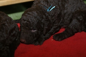 E-Wurf_20 Tage alt 014 