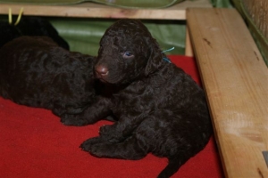 E-Wurf_20 Tage alt 015  