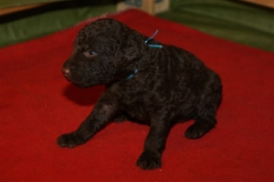 E-Wurf_20 Tage alt 027  