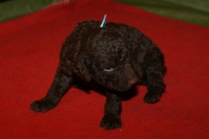 E-Wurf_20 Tage alt 028  