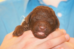 E-Wurf_22 Tage alt 006  