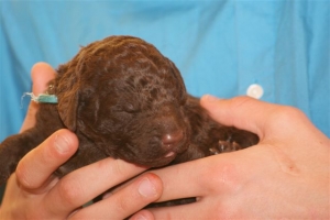 E-Wurf_22 Tage alt 007  