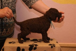 E-Wurf_28 Tage alt_Arnoldstein Cocker 015  