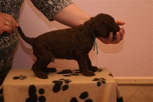 E-Wurf_28 Tage alt_Arnoldstein Cocker 016  