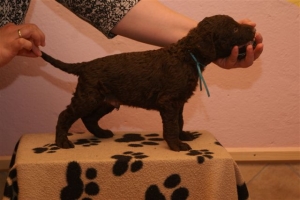 E-Wurf_28 Tage alt_Arnoldstein Cocker 017  