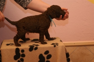 E-Wurf_28 Tage alt_Arnoldstein Cocker 018  