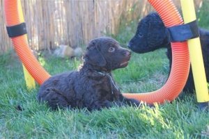 E-Wurf_28 Tage alt_Arnoldstein Cocker_5 Wochen alt 006  