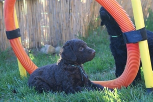 E-Wurf_28 Tage alt_Arnoldstein Cocker_5 Wochen alt 007  