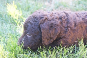 E-Wurf_28 Tage alt_Arnoldstein Cocker_5 Wochen alt 012  