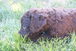 E-Wurf_28 Tage alt_Arnoldstein Cocker_5 Wochen alt 013  