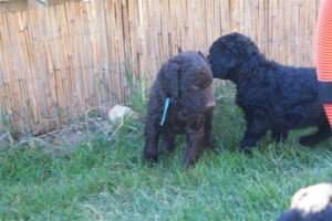 E-Wurf_28 Tage alt_Arnoldstein Cocker_5 Wochen alt 021  