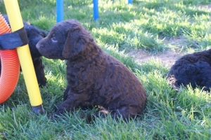 E-Wurf_28 Tage alt_Arnoldstein Cocker_5 Wochen alt 025  