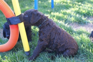 E-Wurf_28 Tage alt_Arnoldstein Cocker_5 Wochen alt 026  